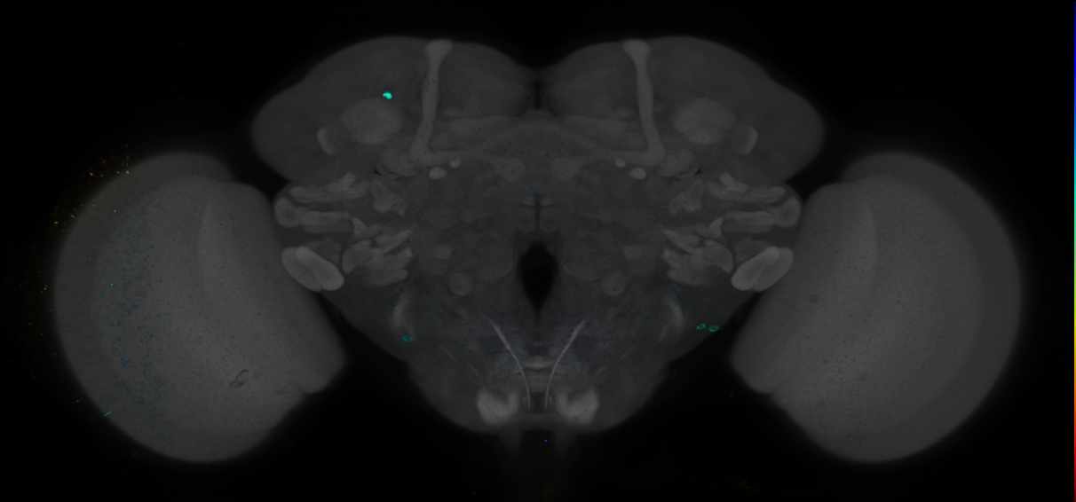 P{GMR73F12-GAL4} expression pattern