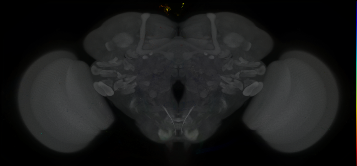 P{GMR73H07-GAL4} expression pattern