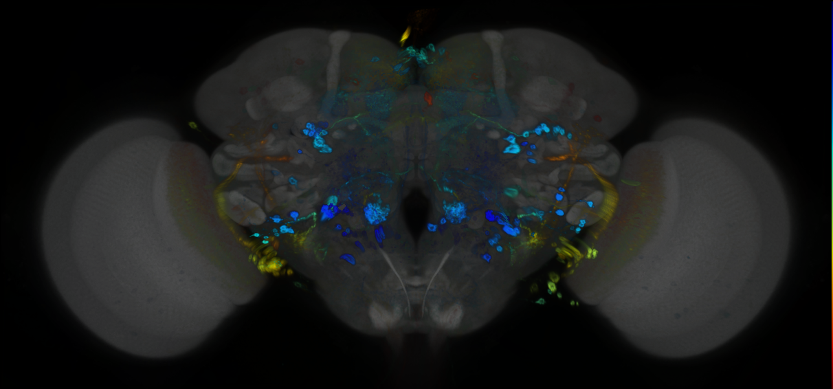 P{GMR74B04-GAL4} expression pattern
