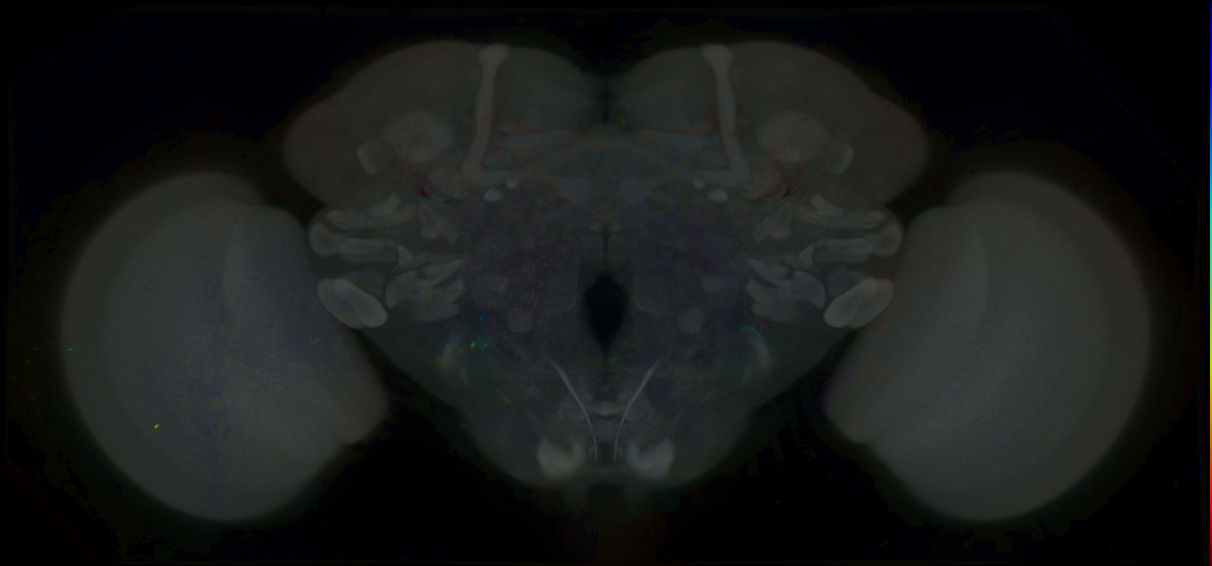 P{GMR74D10-GAL4} expression pattern