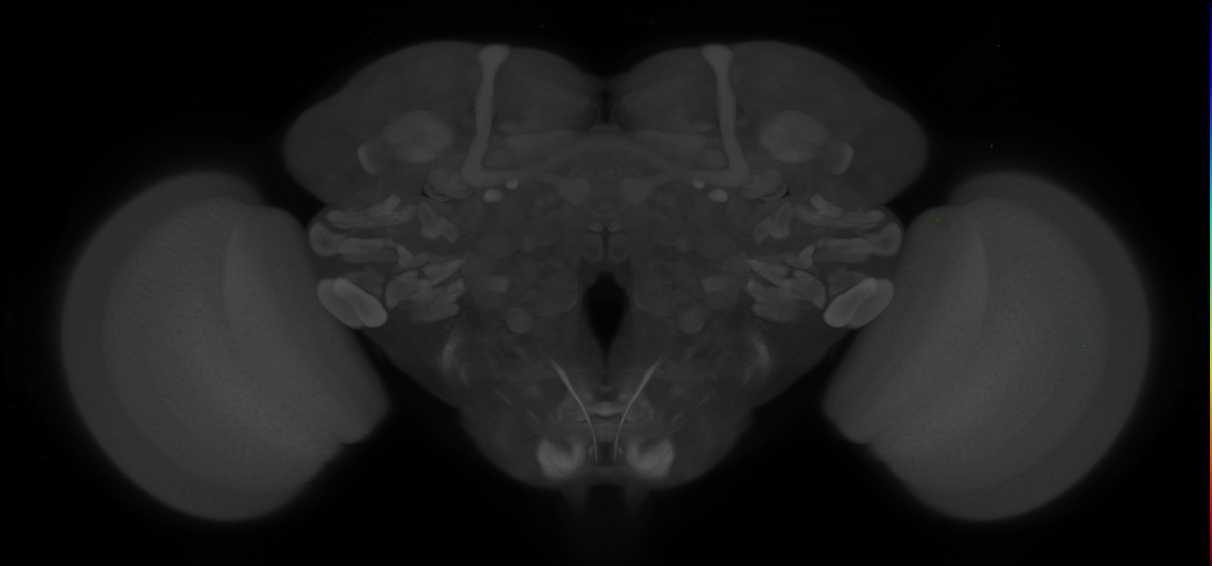 P{GMR74E10-GAL4} expression pattern
