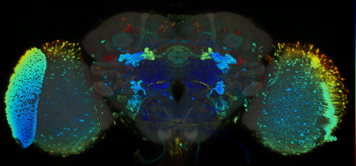 P{GMR74H01-GAL4} expression pattern