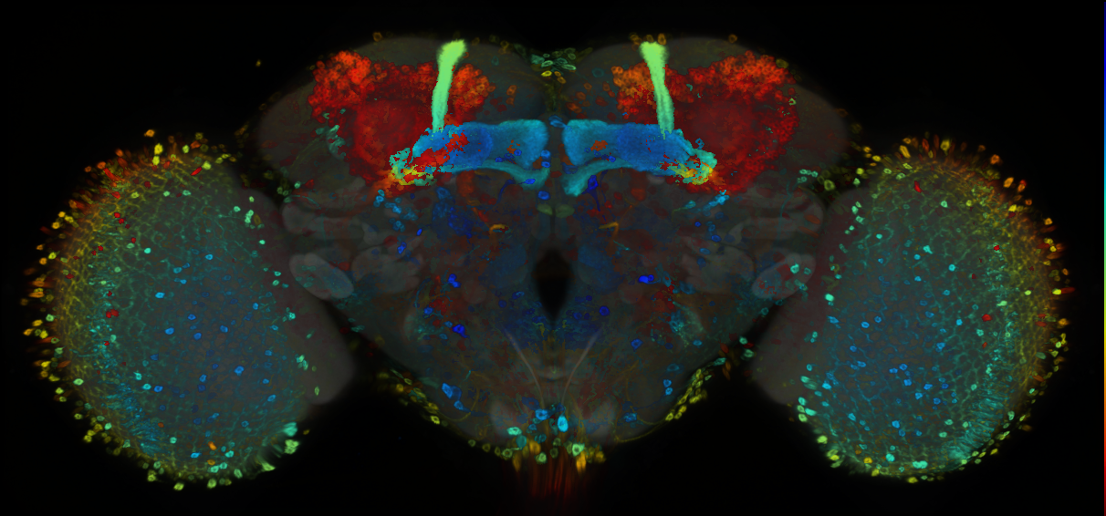 P{GMR74H12-GAL4} expression pattern