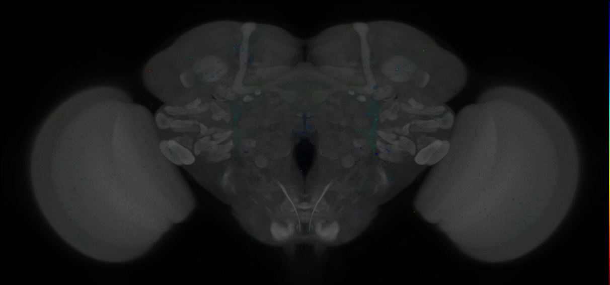 P{GMR75C04-GAL4} expression pattern