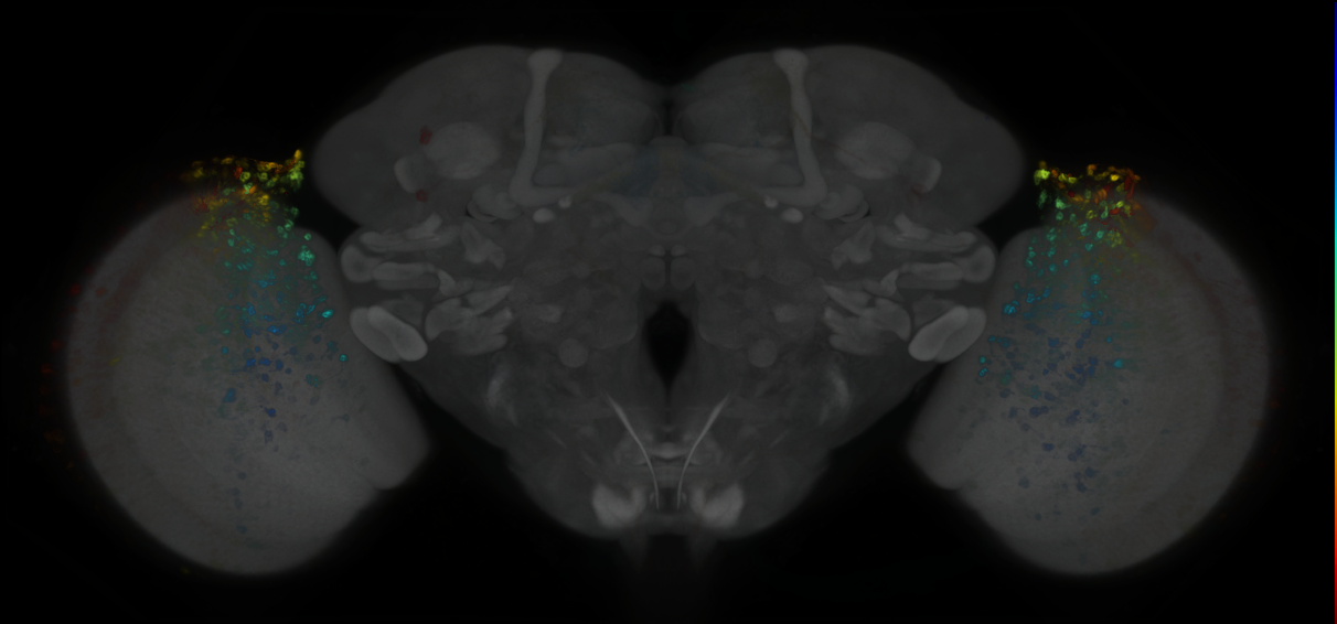 P{GMR75F04-GAL4} expression pattern
