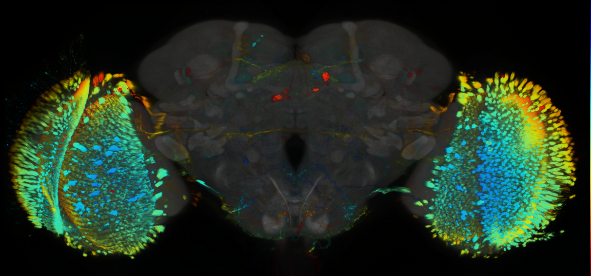 P{GMR75F06-GAL4} expression pattern