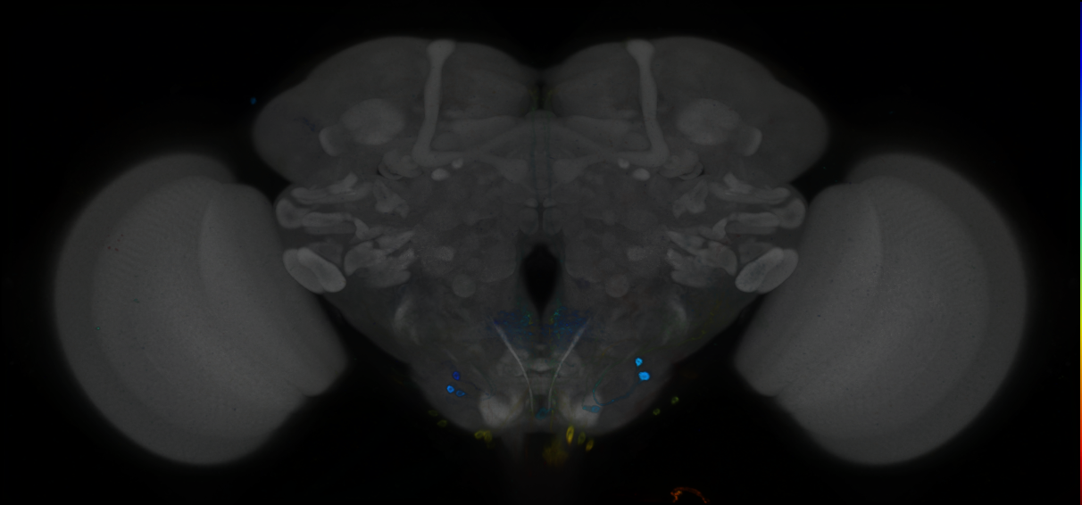 P{GMR76C02-GAL4} expression pattern