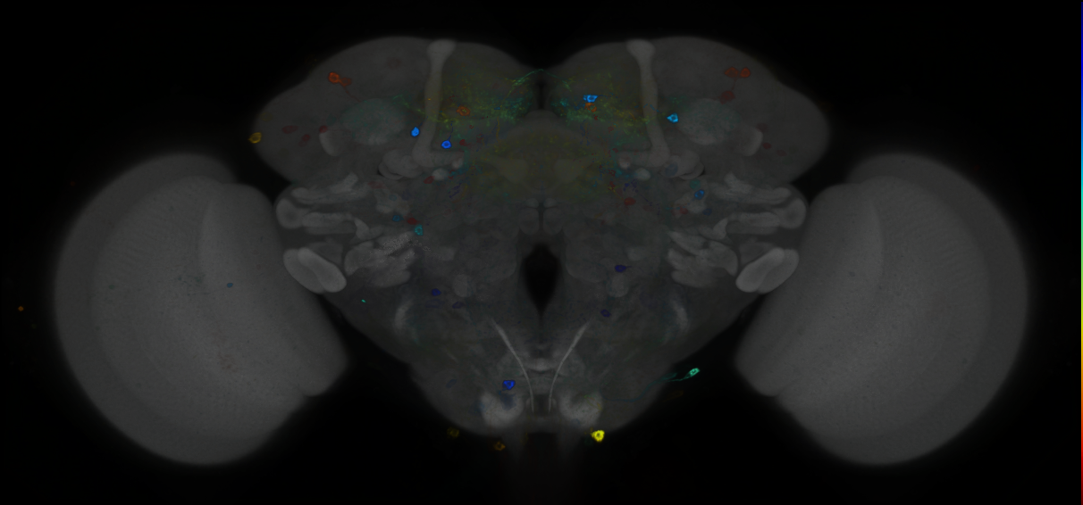 P{GMR76C07-GAL4} expression pattern