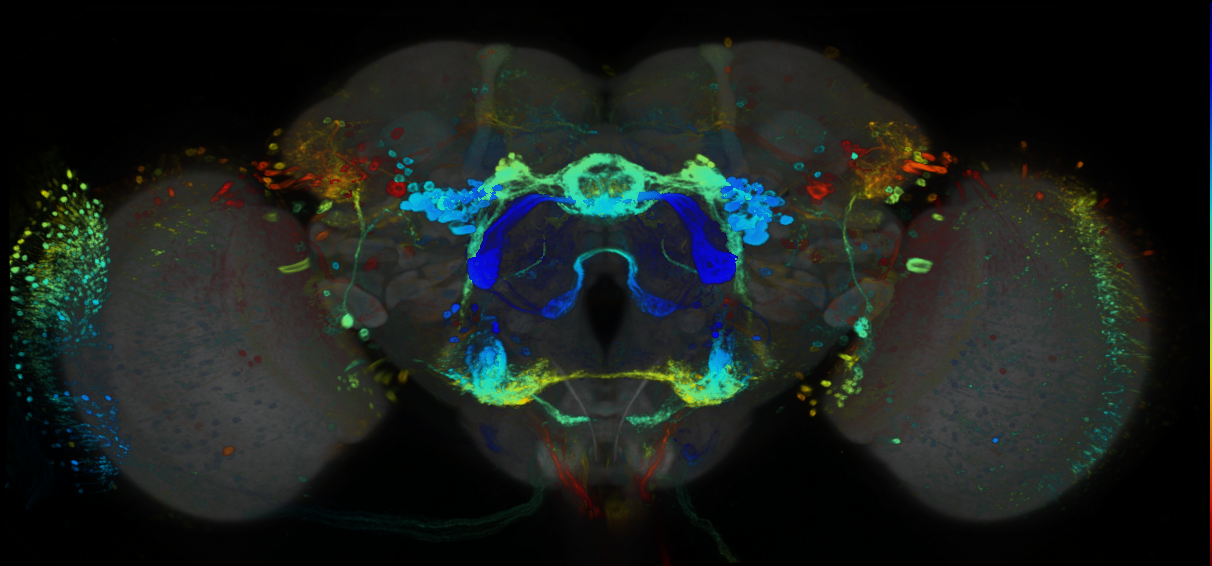 P{GMR76C08-GAL4} expression pattern