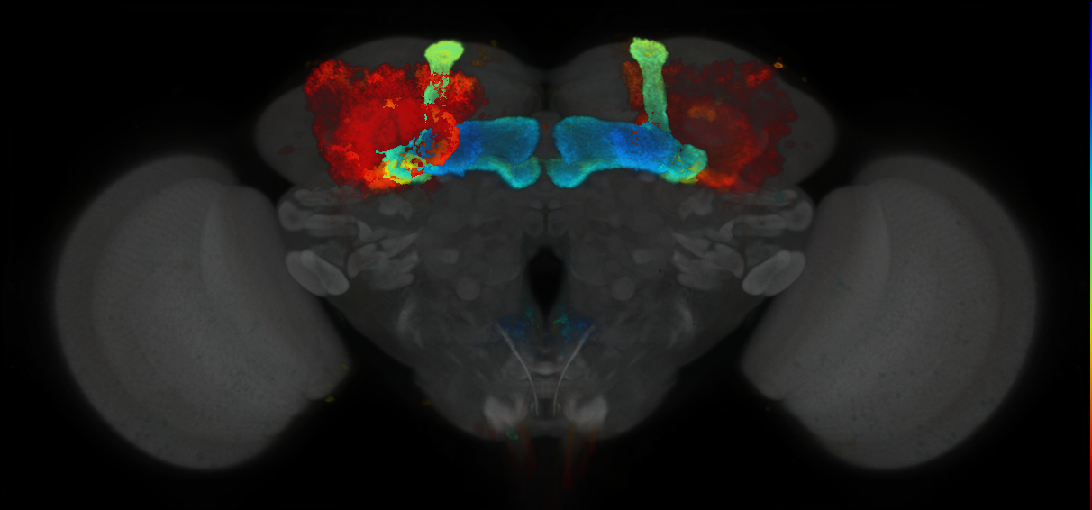 P{GMR76D11-GAL4} expression pattern
