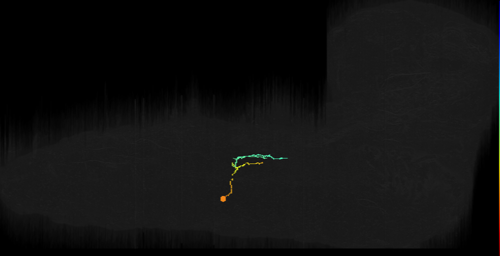 SN motor neuron a1l bilateral (L1EM:4483081)