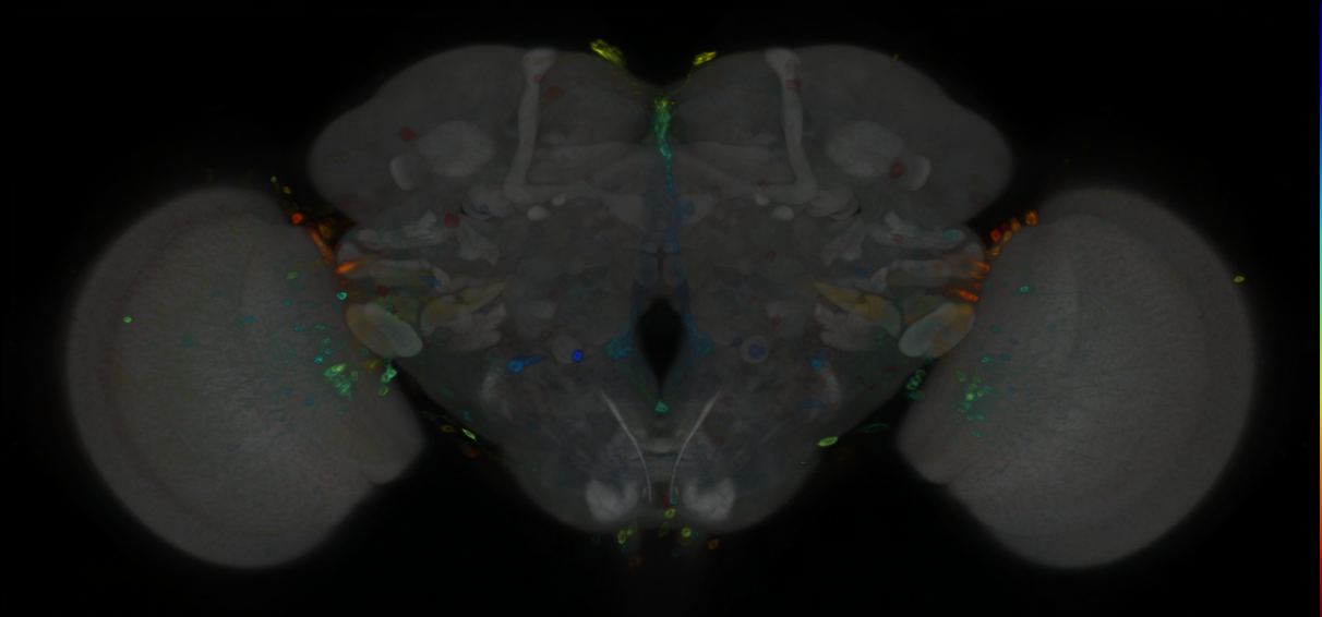 P{GMR77D02-GAL4} expression pattern