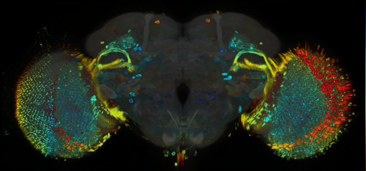 P{GMR77E01-GAL4} expression pattern