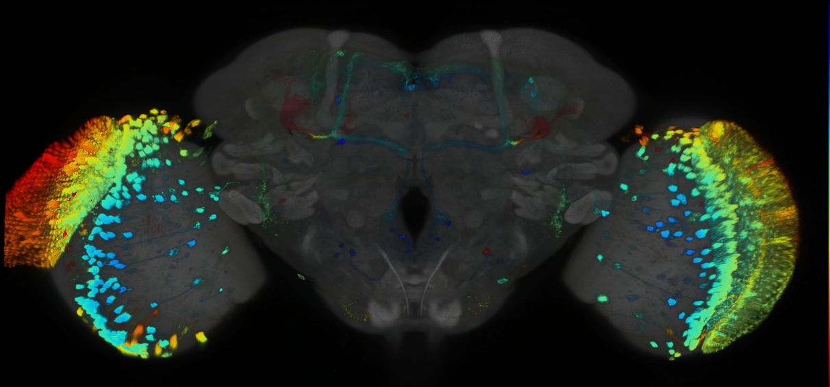 P{GMR77E03-GAL4} expression pattern