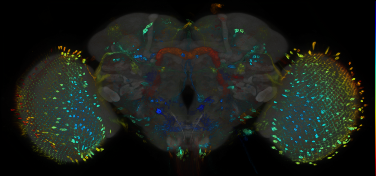 P{GMR77E07-GAL4} expression pattern