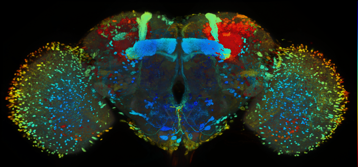 P{GMR77F10-GAL4} expression pattern