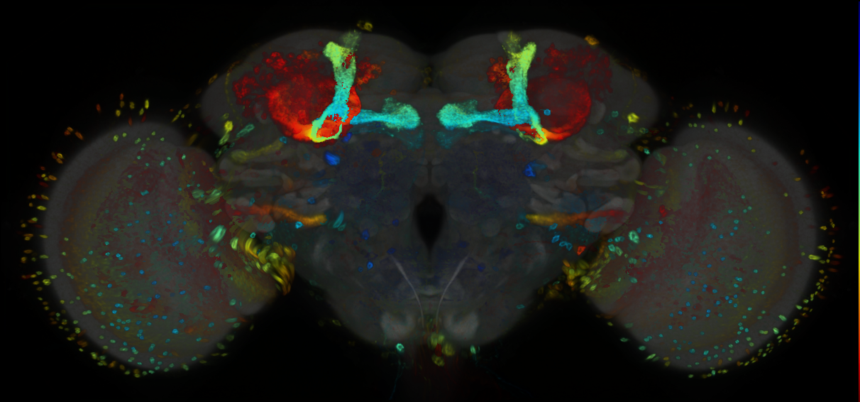 P{GMR77H07-GAL4} expression pattern