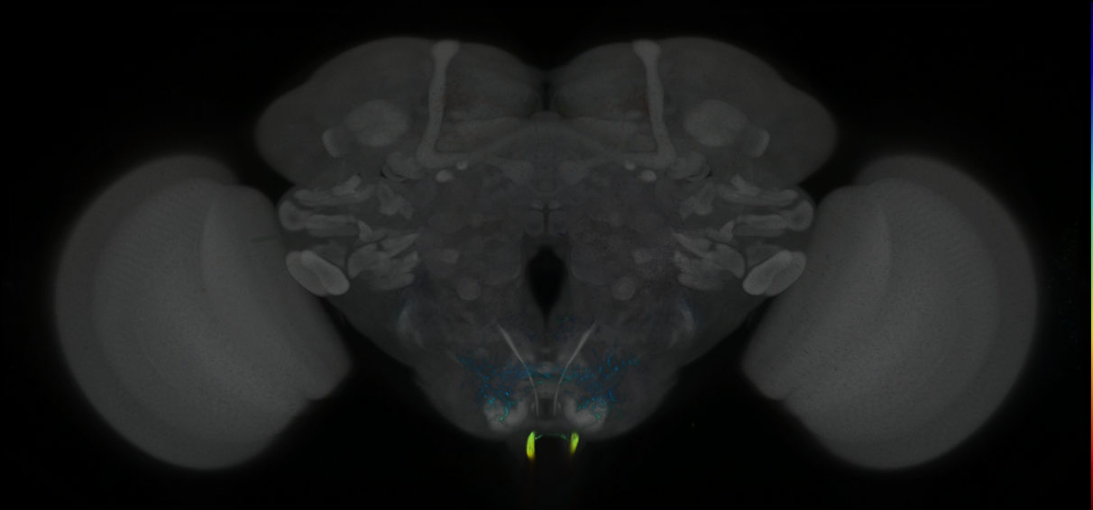 P{GMR78A03-GAL4} expression pattern
