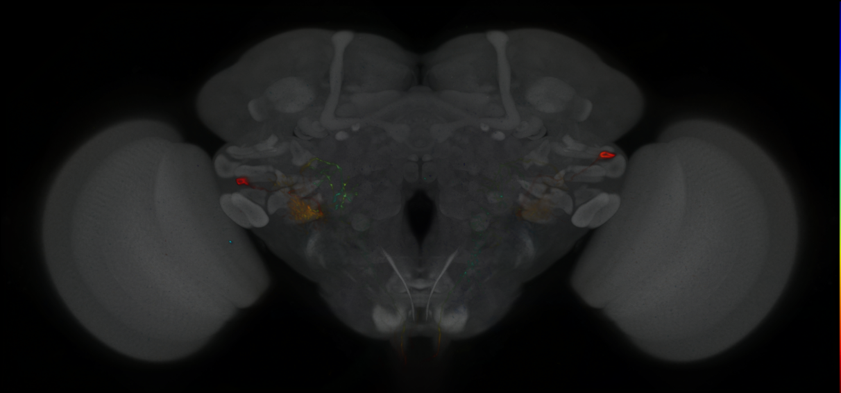 P{GMR78A06-GAL4} expression pattern