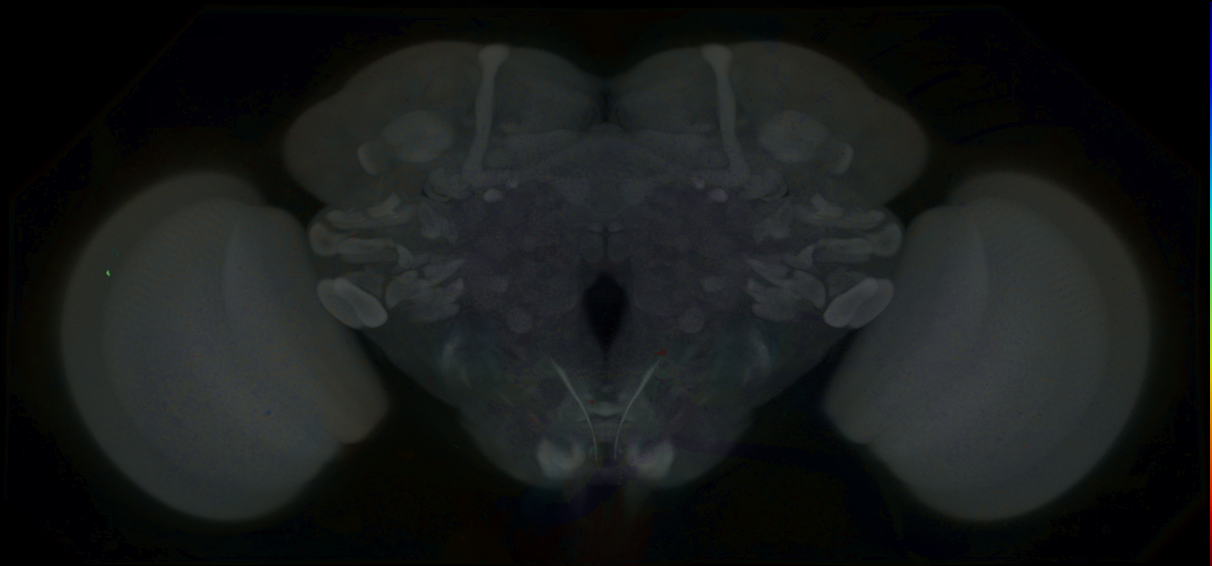 P{GMR78B01-GAL4} expression pattern
