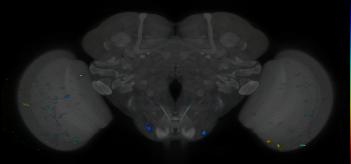 P{GMR78B08-GAL4} expression pattern