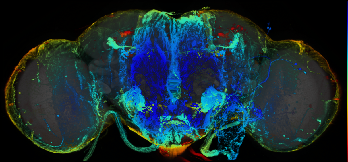P{GMR78C10-GAL4} expression pattern