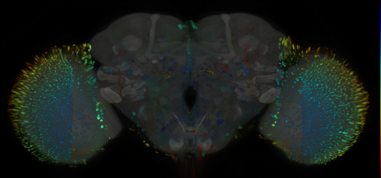 P{GMR78F02-GAL4} expression pattern