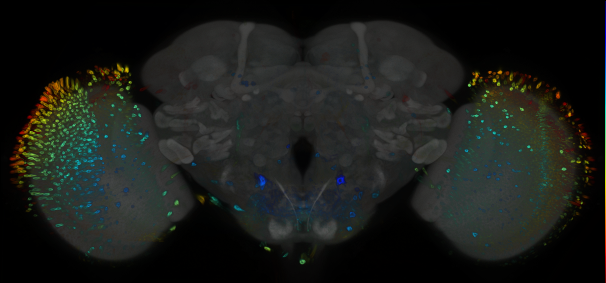 P{GMR78F08-GAL4} expression pattern