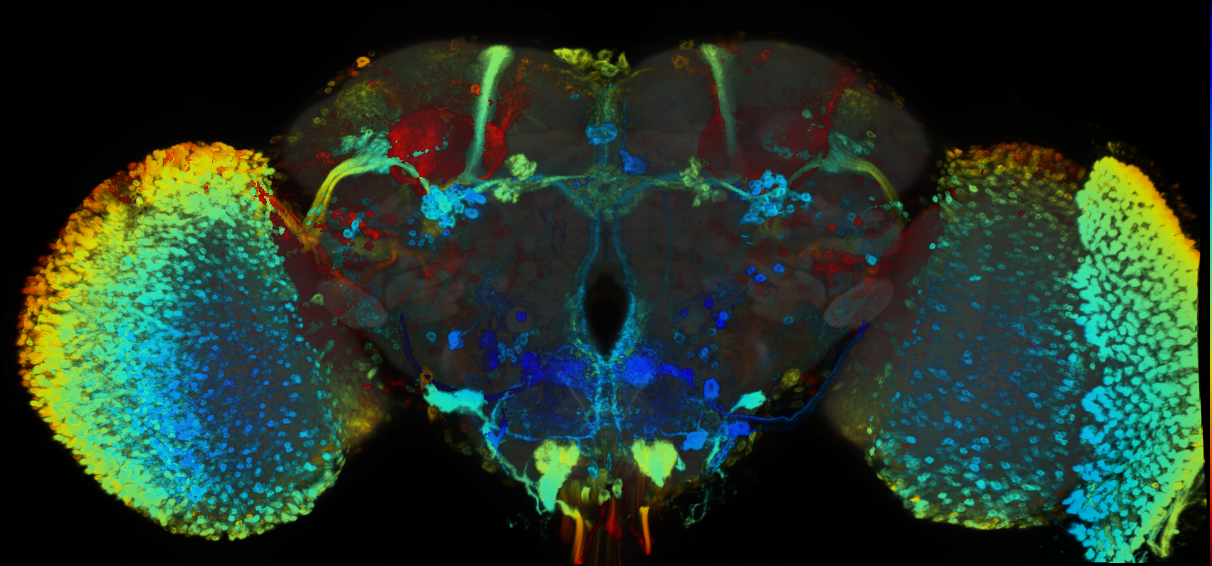 P{GMR78G11-GAL4} expression pattern