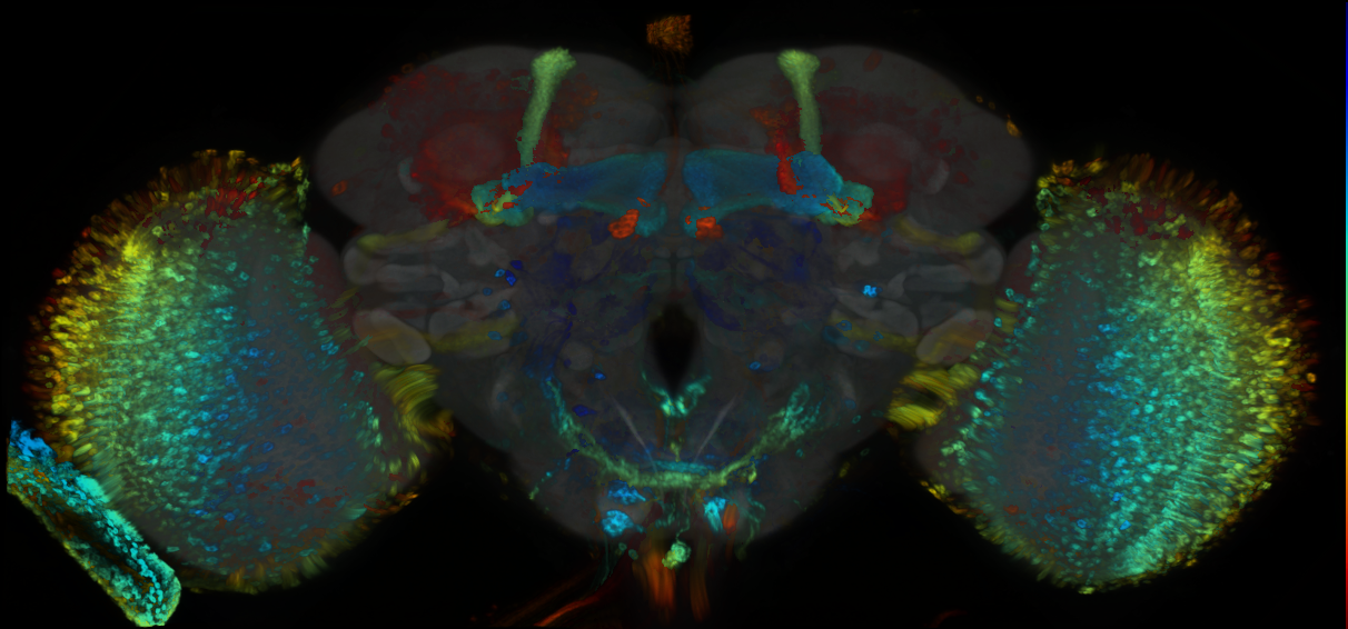 P{GMR78H09-GAL4} expression pattern