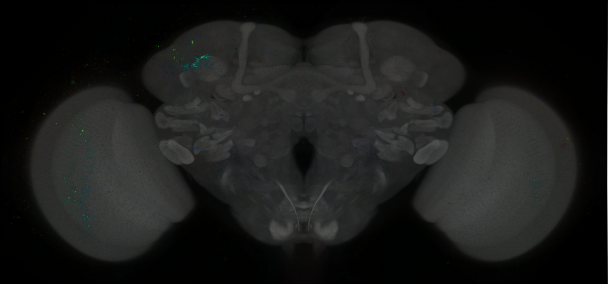 P{GMR79A06-GAL4} expression pattern