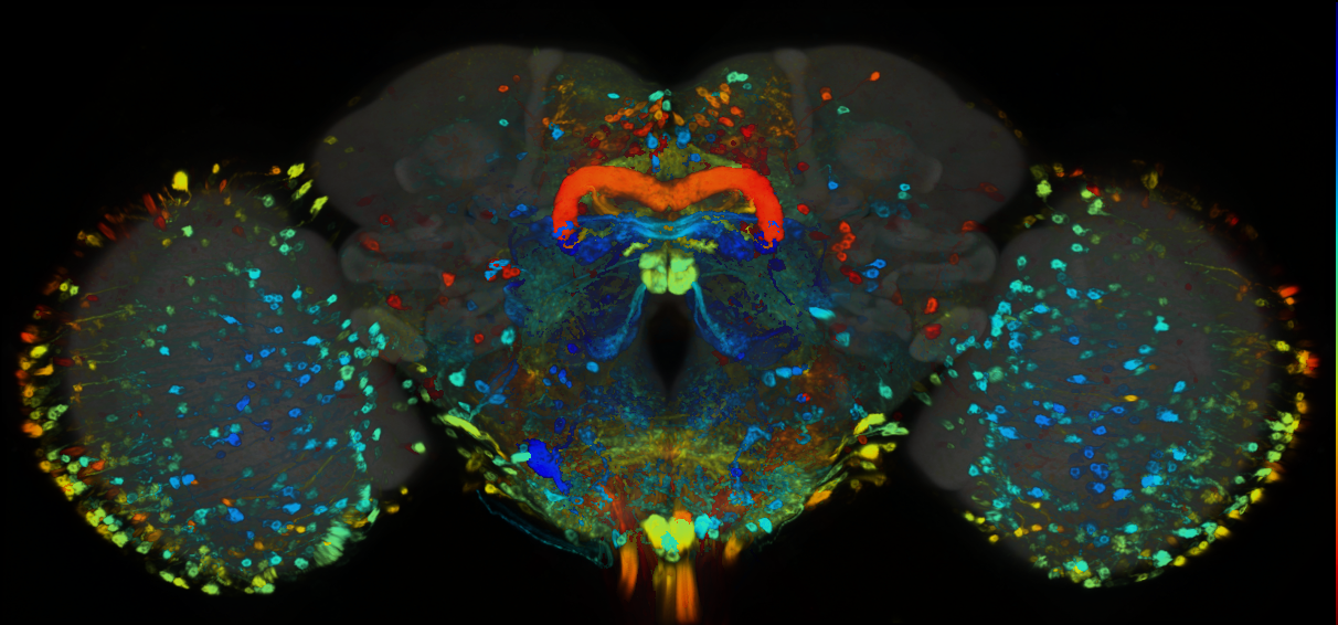 P{GMR79A07-GAL4} expression pattern