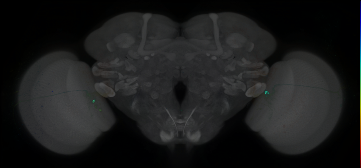 P{GMR79A08-GAL4} expression pattern