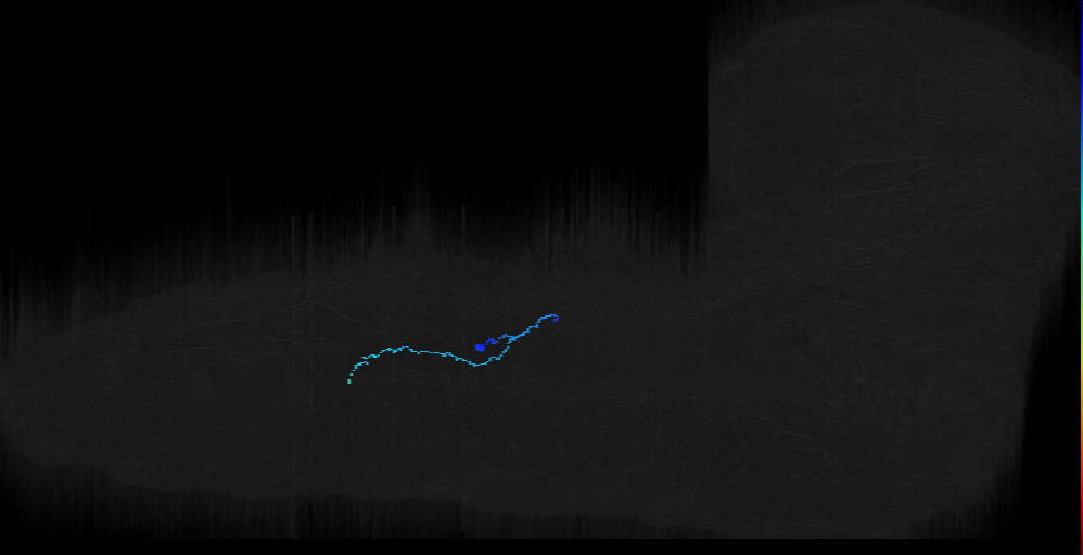 SN motor neuron a1r posterior dendrite (L1EM:16314353)
