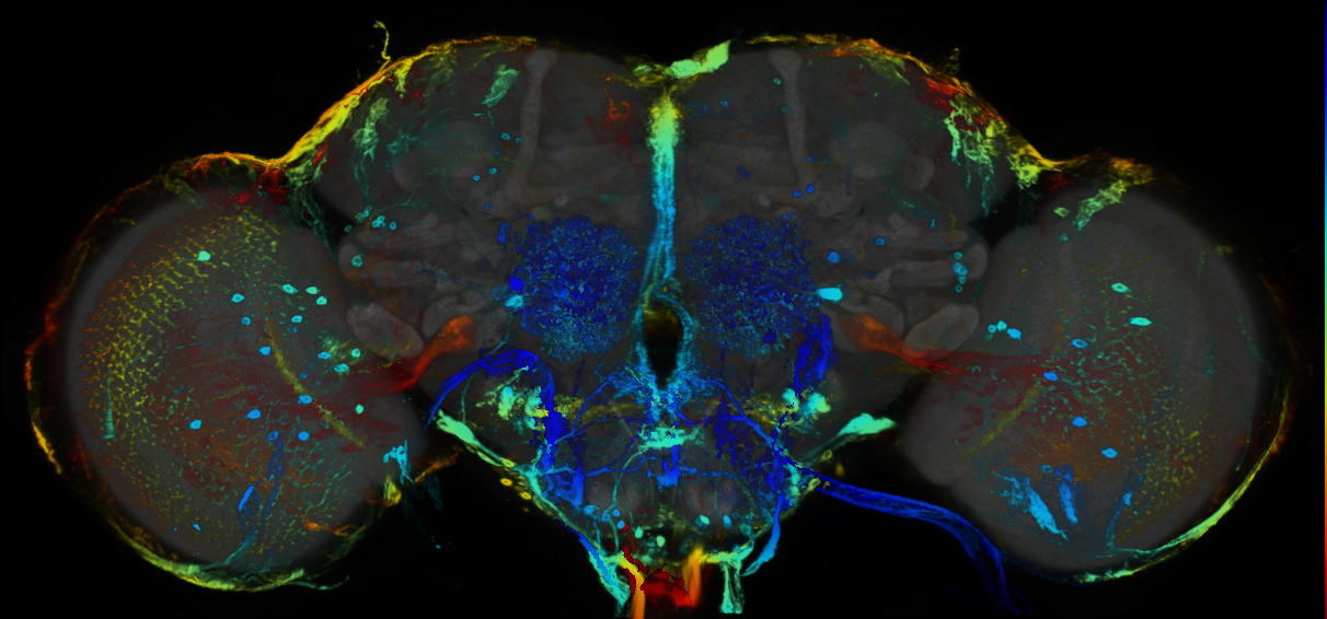 P{GMR79C02-GAL4} expression pattern