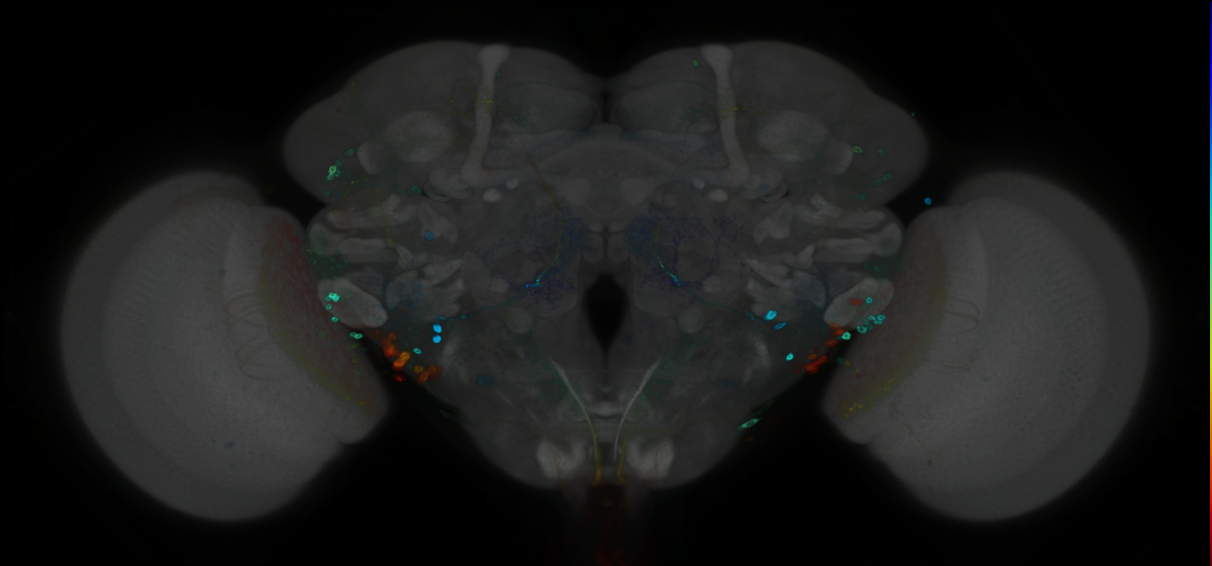P{GMR79D10-GAL4} expression pattern