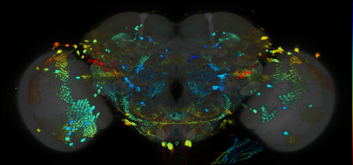 P{GMR79E04-GAL4} expression pattern