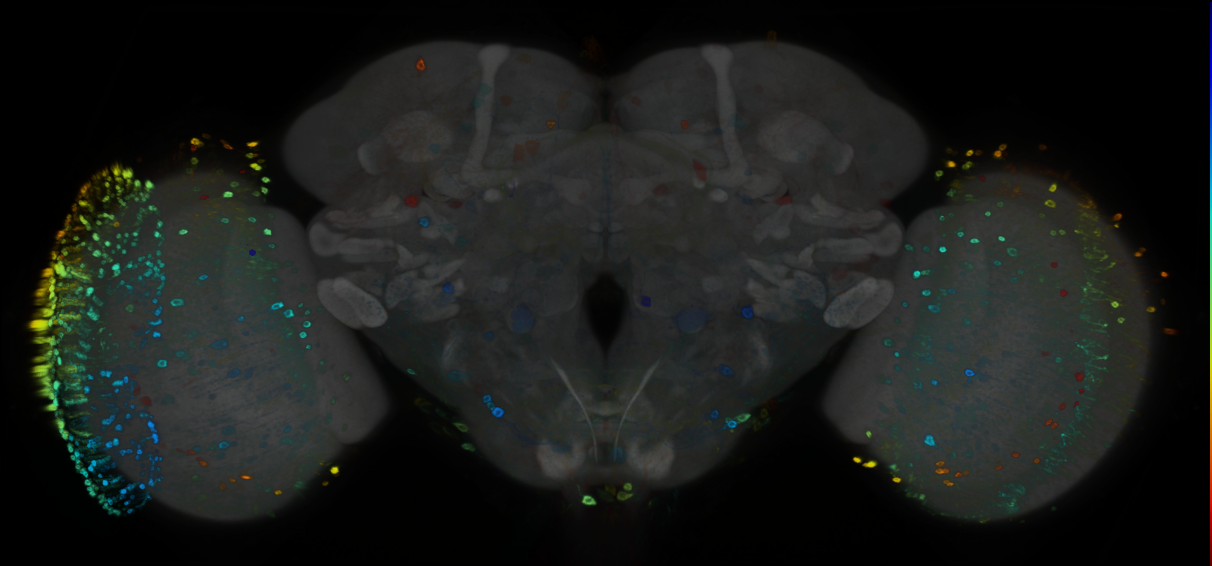 P{GMR79G03-GAL4} expression pattern