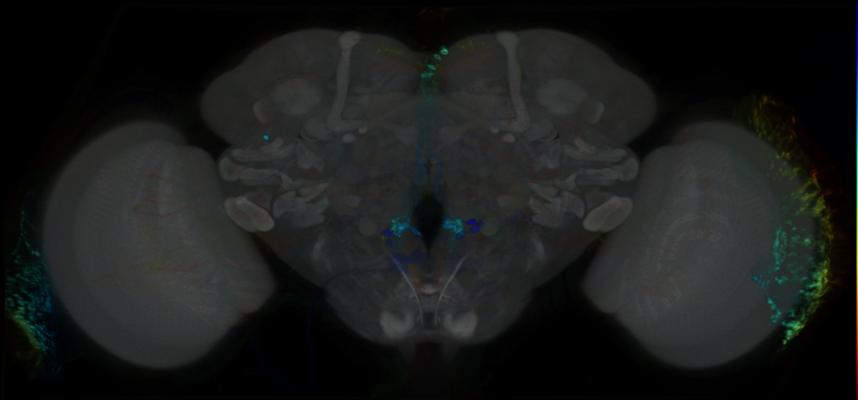 P{GMR79G07-GAL4} expression pattern