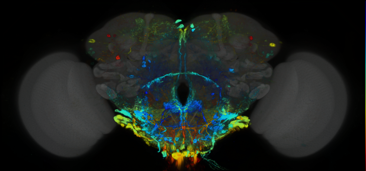 P{GMR79H04-GAL4} expression pattern