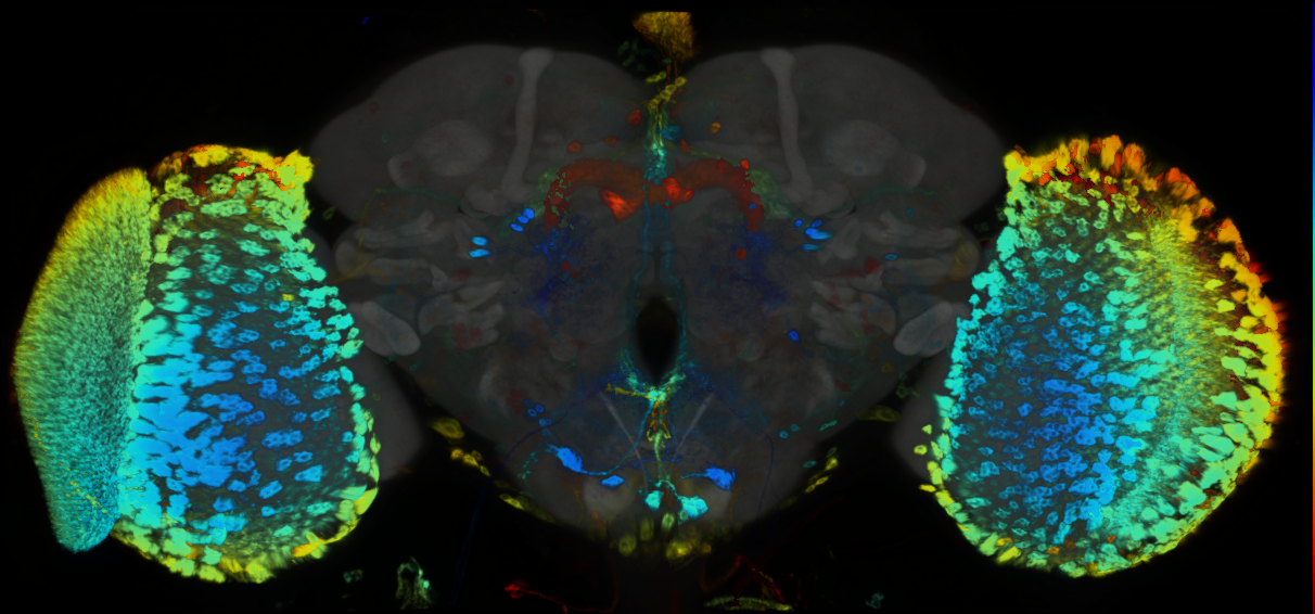 P{GMR80A12-GAL4} expression pattern
