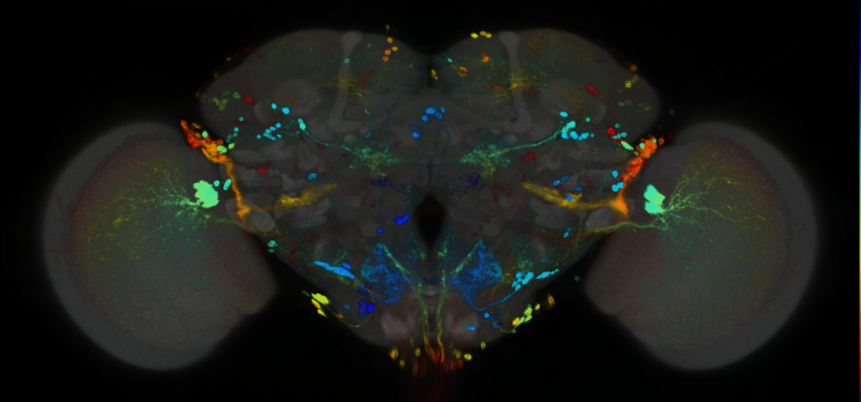 P{GMR80C01-GAL4} expression pattern