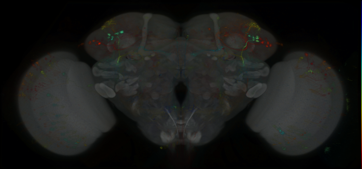 P{GMR80C12-GAL4} expression pattern