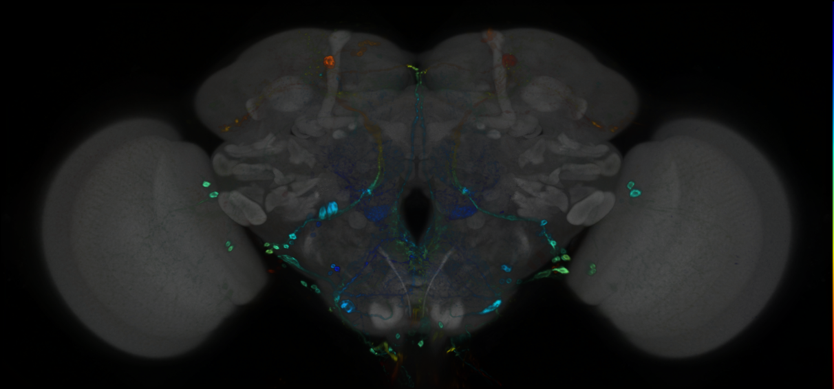 P{GMR80D03-GAL4} expression pattern