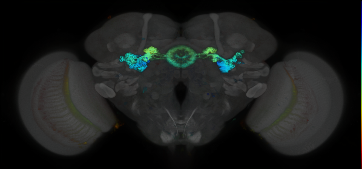 P{GMR80D07-GAL4} expression pattern