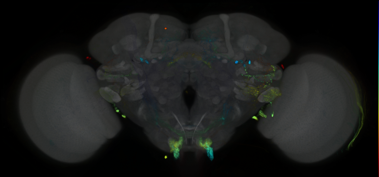 P{GMR80G02-GAL4} expression pattern