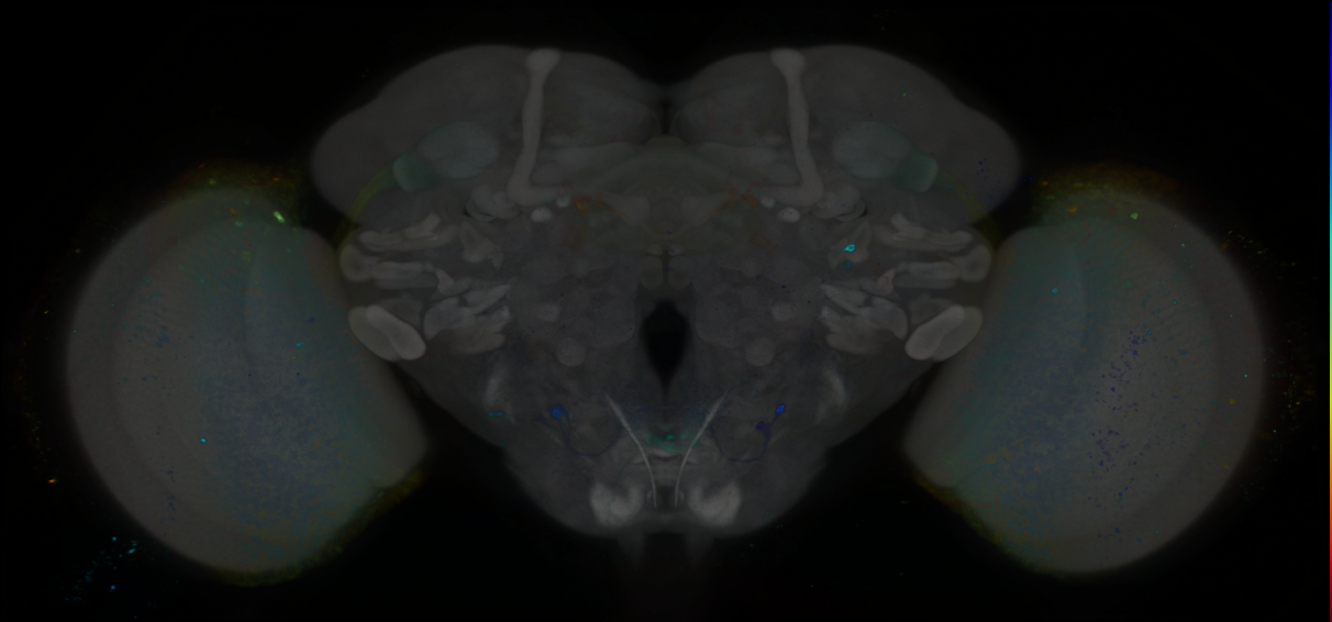 P{GMR80G10-GAL4} expression pattern