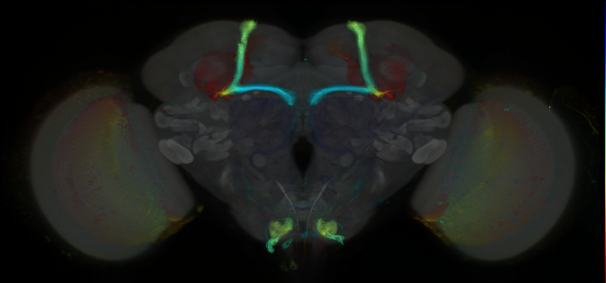 P{GMR80H09-GAL4} expression pattern