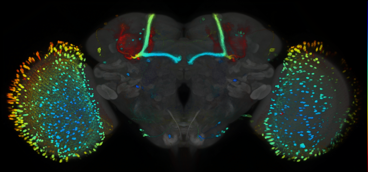 P{GMR81B08-GAL4} expression pattern