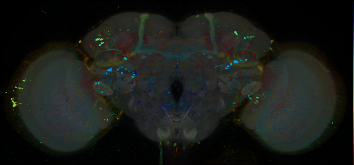 P{GMR81C04-GAL4} expression pattern